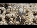 Fakten über Sandkugel-Krabben