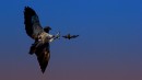 Falke jagt Fledermäuse
