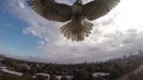 Falke vs. Drohne