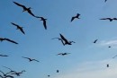 Fischer vs. Vögel