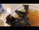 Fledermaus in der Suppe