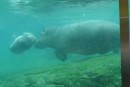 Flusspferd lernt schwimmen