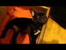 Französische Bulldoge geht schlafen