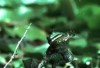 Frosch vs. Libelle