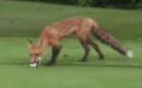 Fuchs klaut Golfball