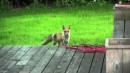 Fuchs schreit