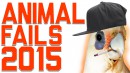 Animal Fails Compilation 2015