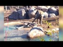 ‎Gans vs. Elefant