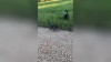 Gechillte Katze #3