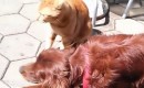 Gelangweilte Katze nervt Hund