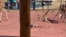 Giraffe - Fail