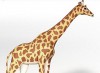 Giraffe - Lebensgroß