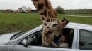 Giraffe vs. Scheibe