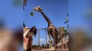 Giraffen füttern