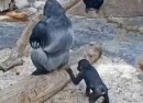 Gorilla ärgern