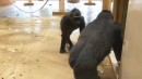 Gorilla als Scherzkeks