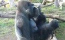 Gorilla im Zoo