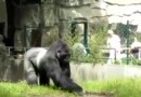 Gorilla vs. Bauarbeiter