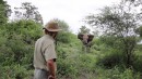 Guide vs. Elefant