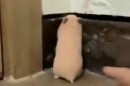Hamster erschrecken