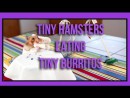 Hamster isst Burrito