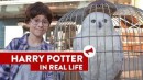 Harry Potter In Real Life