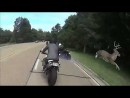 Hirsch vs. Motorradfahrer