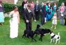 Hochzeit mit Hunden