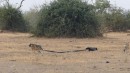 Honigdachs vs. Hyänen vs. Python