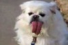 Hund mit langer Zunge