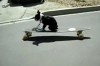 Hund auf einem Longboard -> FAIL