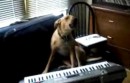 Hund spielt Keyboard