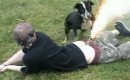 Hund vs. Arschfeuerwerk