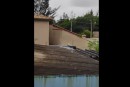 Hund auf dem Dach?