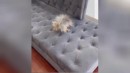 Hund auf der Couch