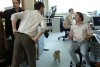 Hund Im Büro