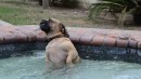 Hund im Whirlpool