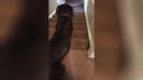 Hund läuft Treppe runter