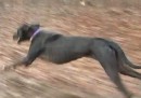 Hund läuft über 45 km/h