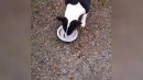 Hund probiert Surströmming