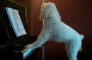 Hund spielt Piano