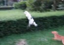 Hund springt #2