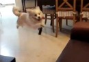 Hund springt auf die Couch