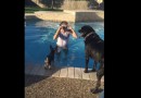 Hund springt in den Pool!