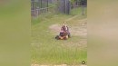 Hund tut Rasen mähen