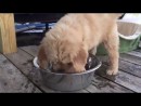 Hund und die Wasserschale