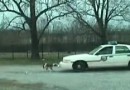 Hund vs. Polizeiauto