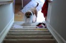 Hund vs. Treppe