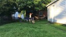Hund vs. Frisbee