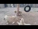 Hund vs. junge Löwen